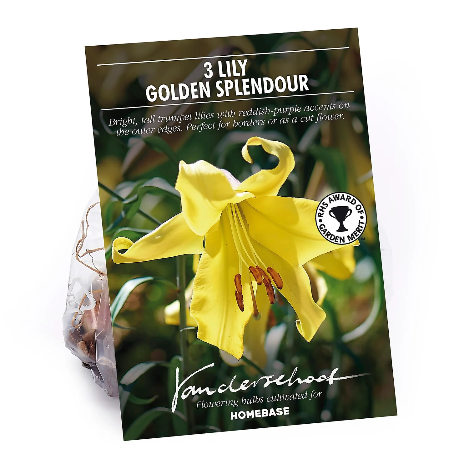Lillium Golden Splendour 3 Lillium Golden Splendour