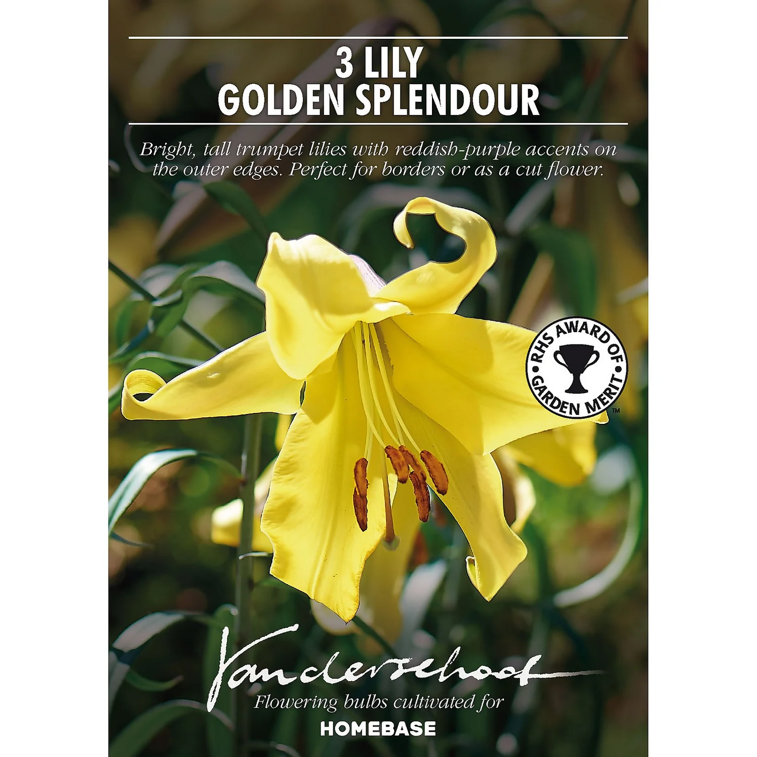 Lillium Golden Splendour 4 Lillium Golden Splendour - Image 2