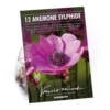 Anemone Coronaria Sylphide -Elise Bloom 14194649 1565015428719975