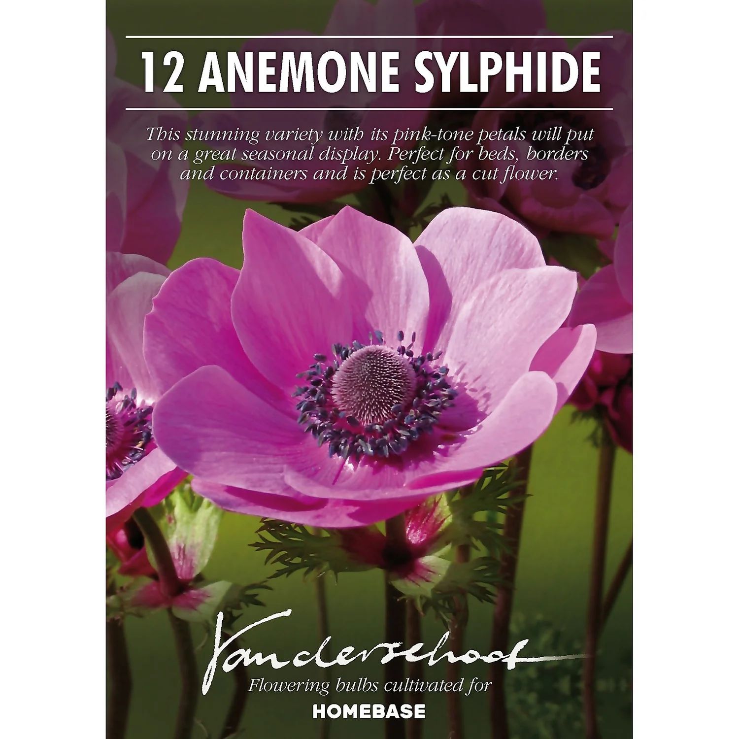 Anemone Coronaria Sylphide 4 Anemone Coronaria Sylphide - Image 2