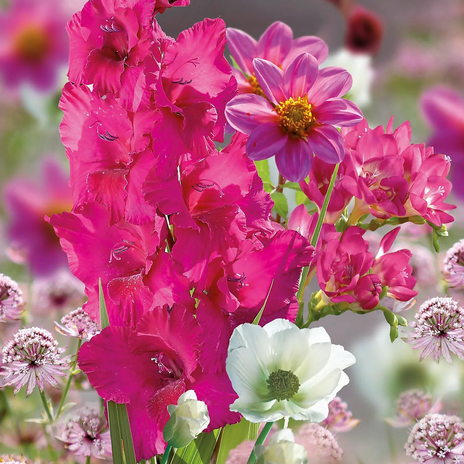 Collection Pretty Posy 5 Collection Pretty Posy - Image 3