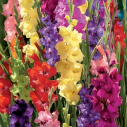 Gladiolus Bright Mixed 7 Gladiolus Bright Mixed -Elise Bloom 14194651 6275015428969989