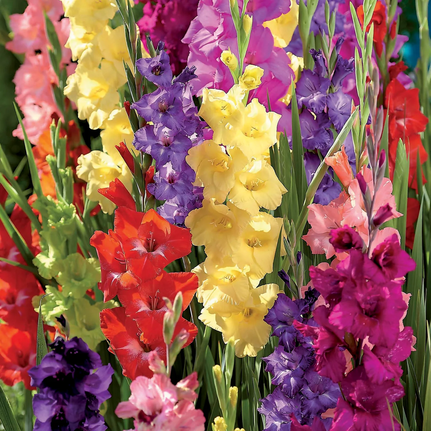 Gladiolus Bright Mixed 5 Gladiolus Bright Mixed - Image 3