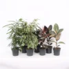 Ficus Mix 17cm -Elise Bloom 14195501 7445031002197719