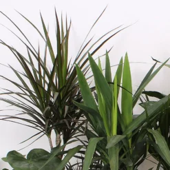 Foliage Mix 21cm 8 Foliage Mix 21cm -Elise Bloom 14195502 2105014369835115