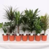 Foliage Mix 21cm -Elise Bloom 14195502 2655014369712370