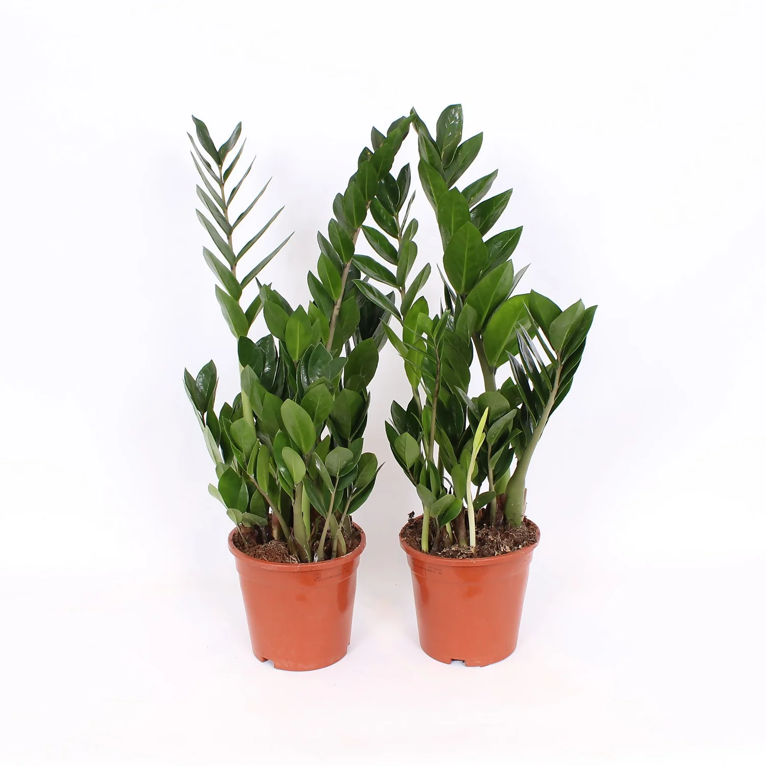 Zamioculcas 17cm 3 Zamioculcas 17cm