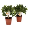 Citrus Calamondin And Lemon Trellis House Plant - 12Cm 2 Citrus Calamondin And Lemon Trellis House Plant - 12Cm -Elise Bloom 14195518 4845041541441598