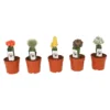 Chin Cactus In Different Colours And Shapes -Elise Bloom 14198264 2045028894638328