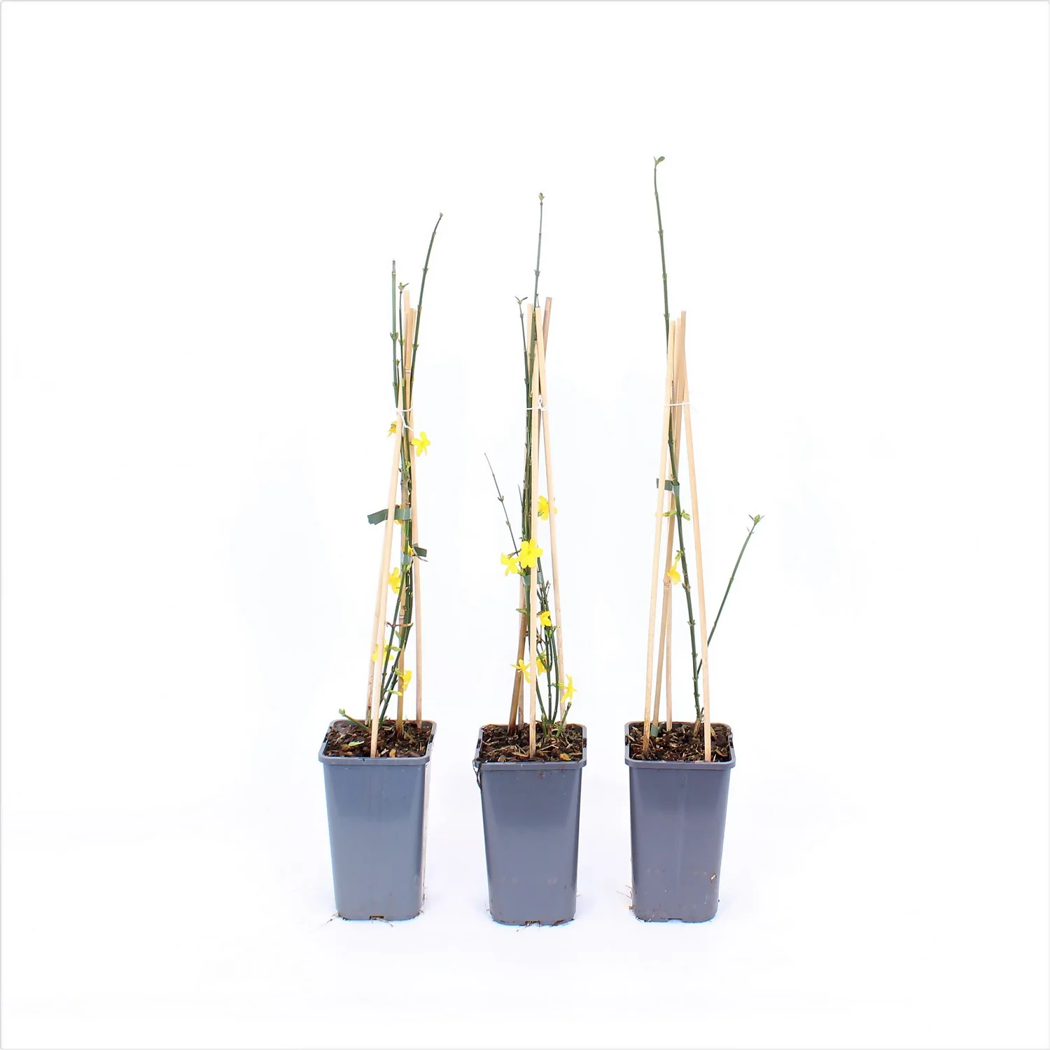 Jasminum Nudiflorum 14cm 3 Jasminum Nudiflorum 14cm