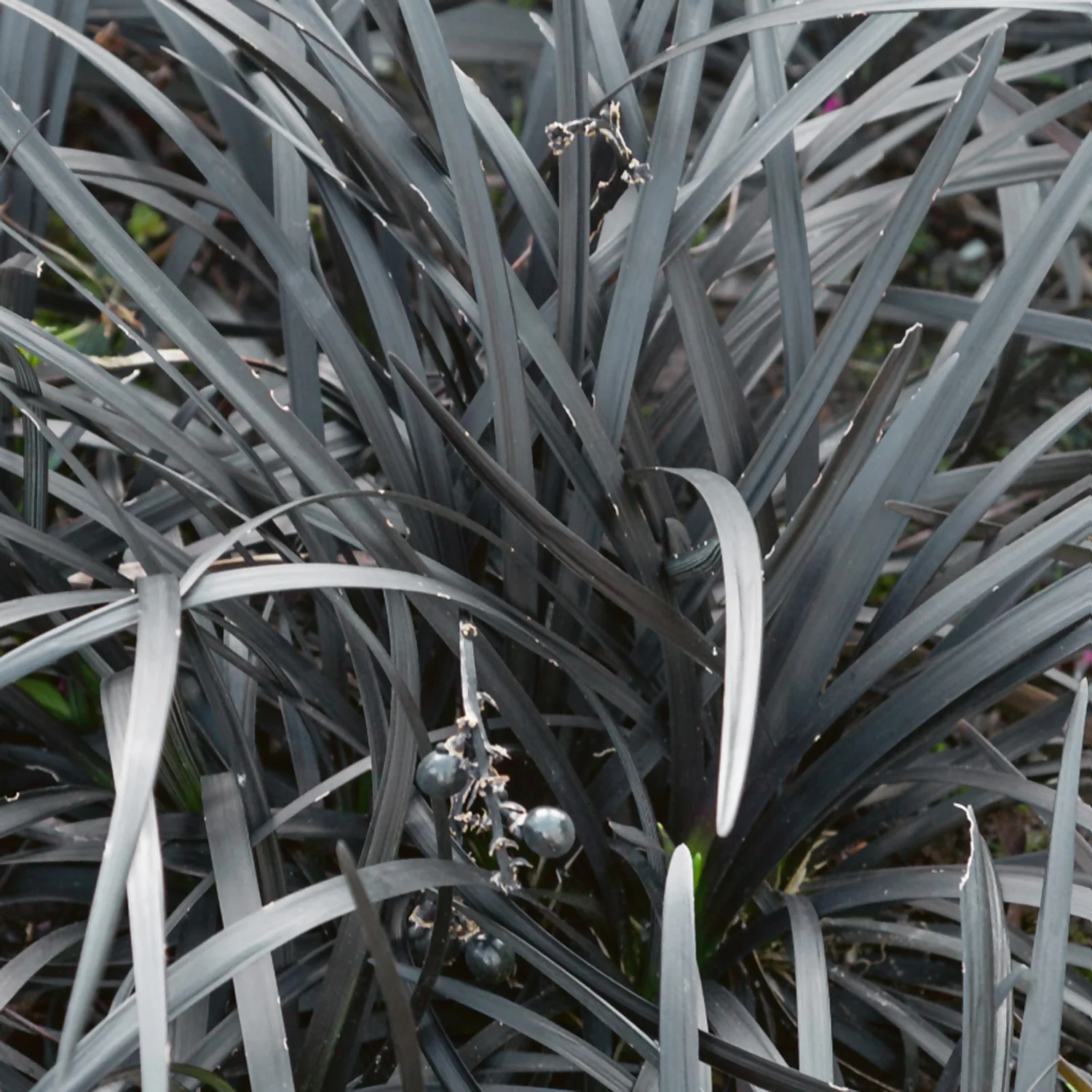 Grass Ophiopogon Nigrescens 10.5cm 3 Grass Ophiopogon Nigrescens 10.5cm