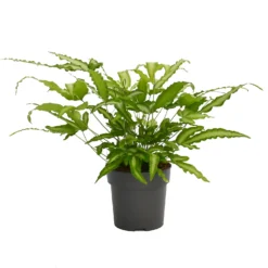 None Fern Mix 13cm 7 None Fern Mix 13cm -Elise Bloom 14219577 2815026268607096