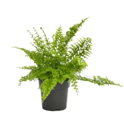 None Fern Mix 13cm 9 None Fern Mix 13cm -Elise Bloom 14219577 4735026268704200
