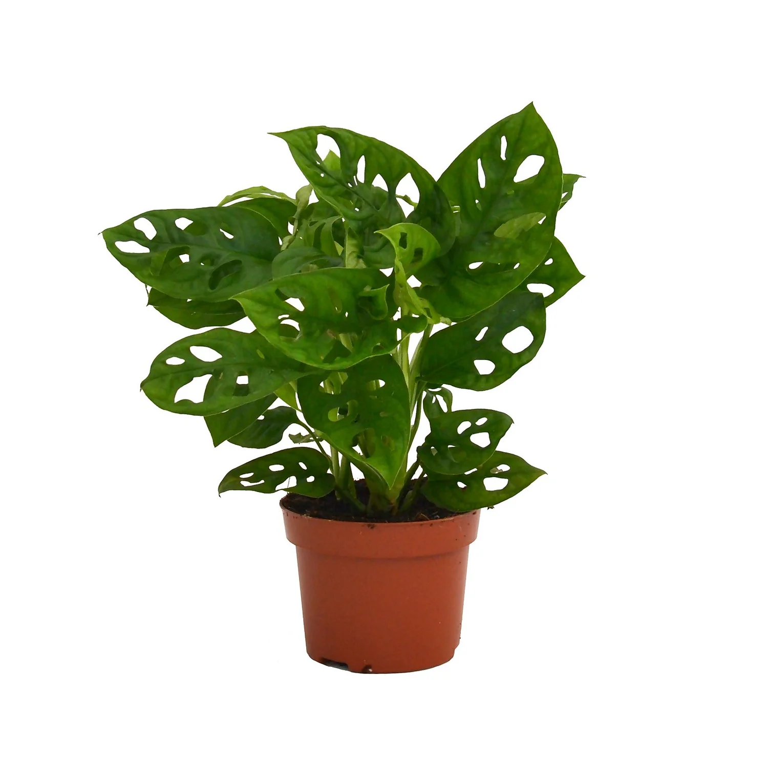 None Monstera Monkey Leaf (Swiss Cheese Plant) In 12cm Pot 3 None Monstera Monkey Leaf (Swiss Cheese Plant) In 12cm Pot