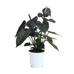 Anthurium - 12cm 11 Anthurium - 12cm -Elise Bloom 14219585 1775025775138809