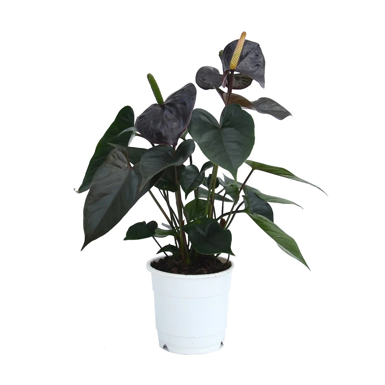 Anthurium - 12cm 7 Anthurium - 12cm - Image 5