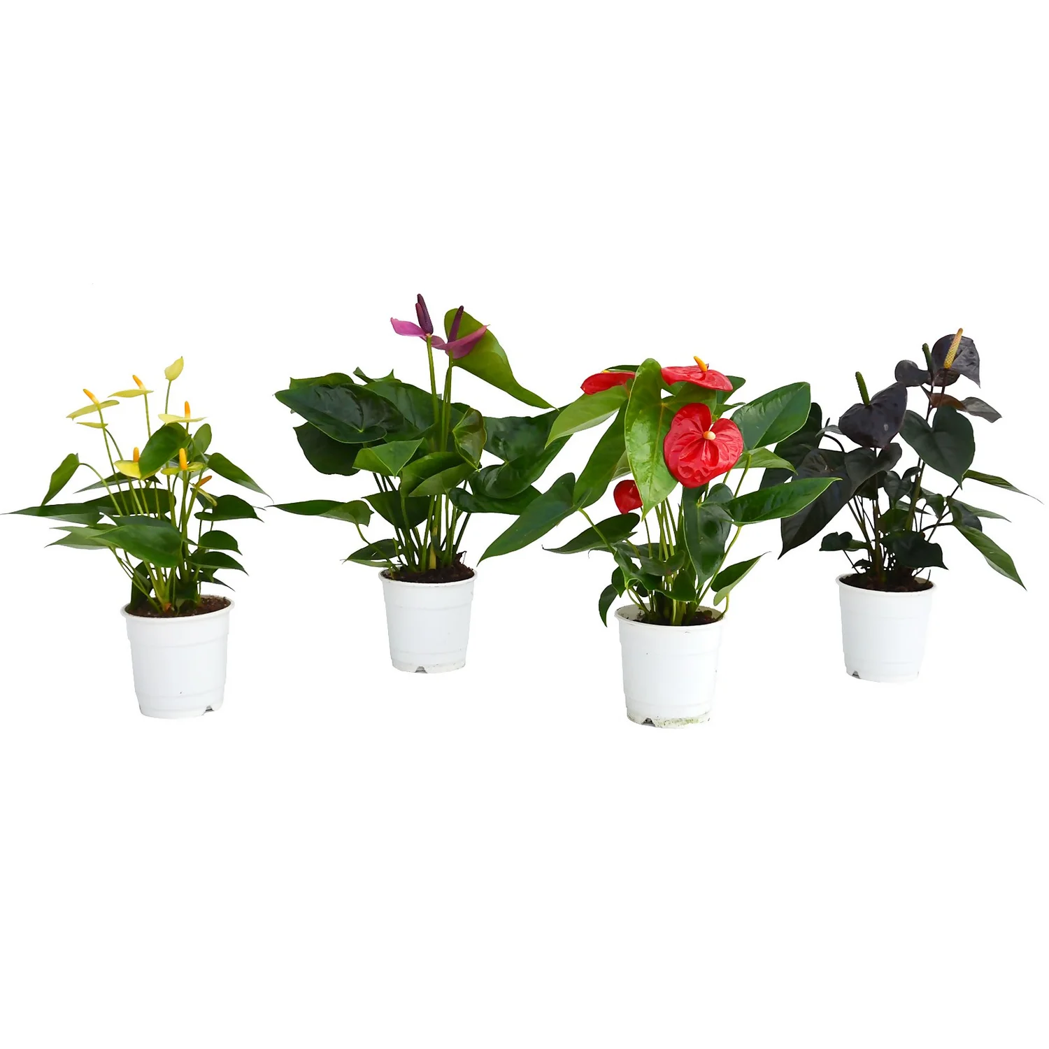 Anthurium - 12cm 3 Anthurium - 12cm