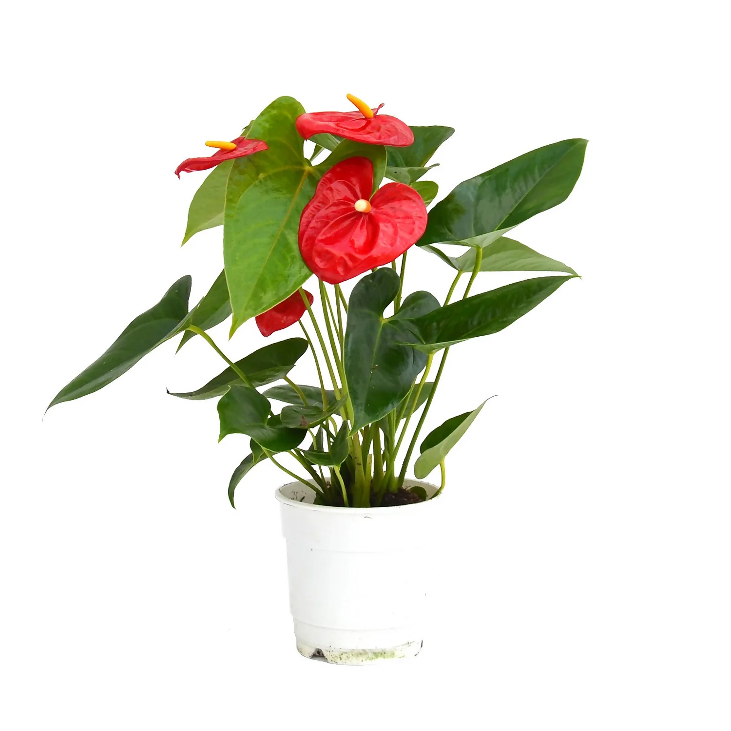 Anthurium - 12cm 6 Anthurium - 12cm - Image 4