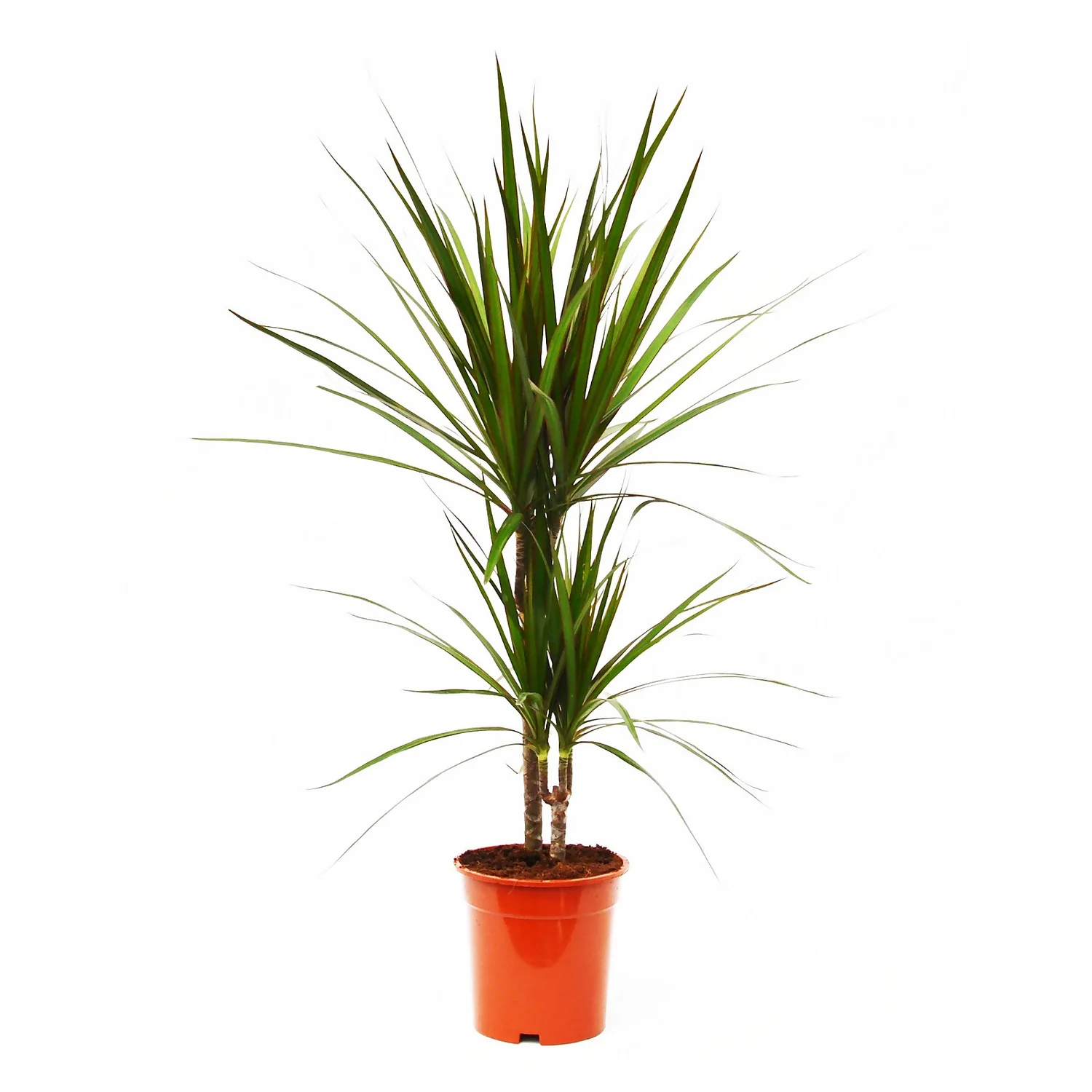 Dragon Plant 3 Dragon Plant