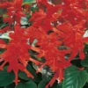 Salvia Vista Red 1L -Elise Bloom 14223162 4585058971421156