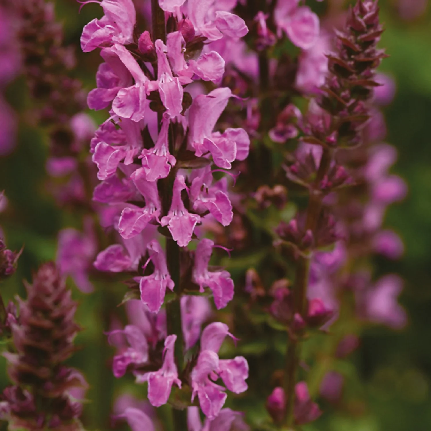 Salvia Marvel Mix 3L 4 Salvia Marvel Mix 3L - Image 2