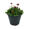 Ibiza Coloured Pot 21cm Bellis Spring -Elise Bloom 14237217 1315047259020617