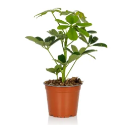 Schefflera - 13cm -Elise Bloom 14237627 6955054817622167