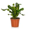 Croton Mix - 13cm 2 Croton Mix - 13cm -Elise Bloom 14237628 1945054817577113