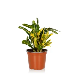 Croton Mix - 13cm -Elise Bloom 14237628 2985054817687687