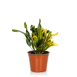Croton Mix - 13cm -Elise Bloom 14237628 3535054817622329