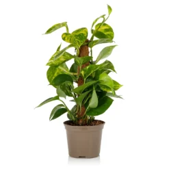 Scindapsus Moss Pole Scindapsus - 17cm -Elise Bloom 14237630 1725054817649353