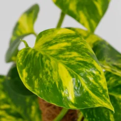 Scindapsus Moss Pole Scindapsus - 17cm -Elise Bloom 14237630 6645054817695868