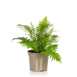 Fern Mix - 17cm -Elise Bloom 14237631 1085054817652986