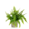Fern Mix - 17cm 1 Fern Mix - 17cm -Elise Bloom 14237631 8655054817575451