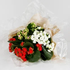 Gift Wrapped Kalanchoe - 12cm -Elise Bloom 14237637 1215054817771063