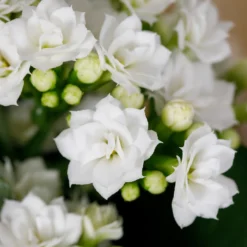 Gift Wrapped Kalanchoe - 12cm -Elise Bloom 14237637 1655054817734493