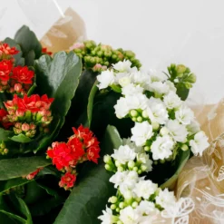 Gift Wrapped Kalanchoe - 12cm -Elise Bloom 14237637 1855054817658278