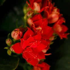 Gift Wrapped Kalanchoe - 12cm -Elise Bloom 14237637 5045054817702570