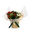 Gift Wrapped Kalanchoe - 12cm 1 Gift Wrapped Kalanchoe - 12cm -Elise Bloom 14237637 9365054817576849