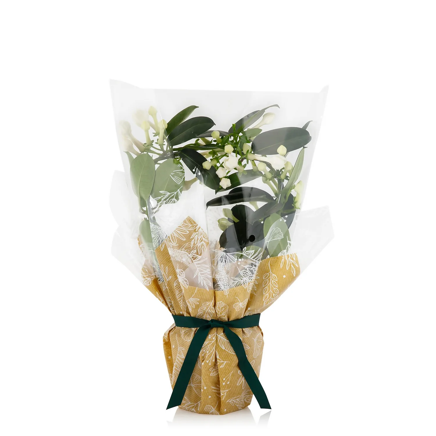 Gift Wrapped Stephanotis - 12cm 3 Gift Wrapped Stephanotis - 12cm