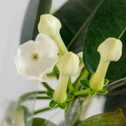 Gift Wrapped Stephanotis - 12cm 7 Gift Wrapped Stephanotis - 12cm -Elise Bloom 14237638 4385053511431830