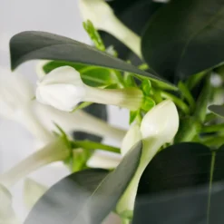 Gift Wrapped Stephanotis - 12cm 6 Gift Wrapped Stephanotis - 12cm -Elise Bloom 14237638 6945053511114436