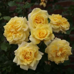 Rose Climbers Mix 5.5L -Elise Bloom 14238151 1595058463468611