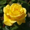 Rose Shrub Yellow Mix 4.5L -Elise Bloom 14238152 1065059714319868