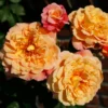 Rose Shrub Orange Mix 4.5L 2 Rose Shrub Orange Mix 4.5L -Elise Bloom 14238153 1655059714571349