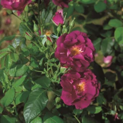 Rose Shrub Purple Mix 4.5L -Elise Bloom 14238154 1315058463268265