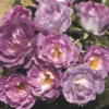 Rose Shrub Purple Mix 4.5L -Elise Bloom 14238154 7235058463245174