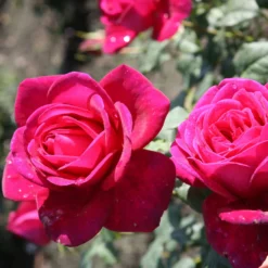 Rose Shrub Purple Mix 4.5L -Elise Bloom 14238154 7385058463293621