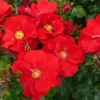 Rose Shrub Red Mix 4.5L -Elise Bloom 14238155 1945058463187928