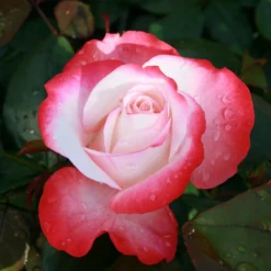 Rose Shrub Red Mix 4.5L -Elise Bloom 14238155 2065058463211142